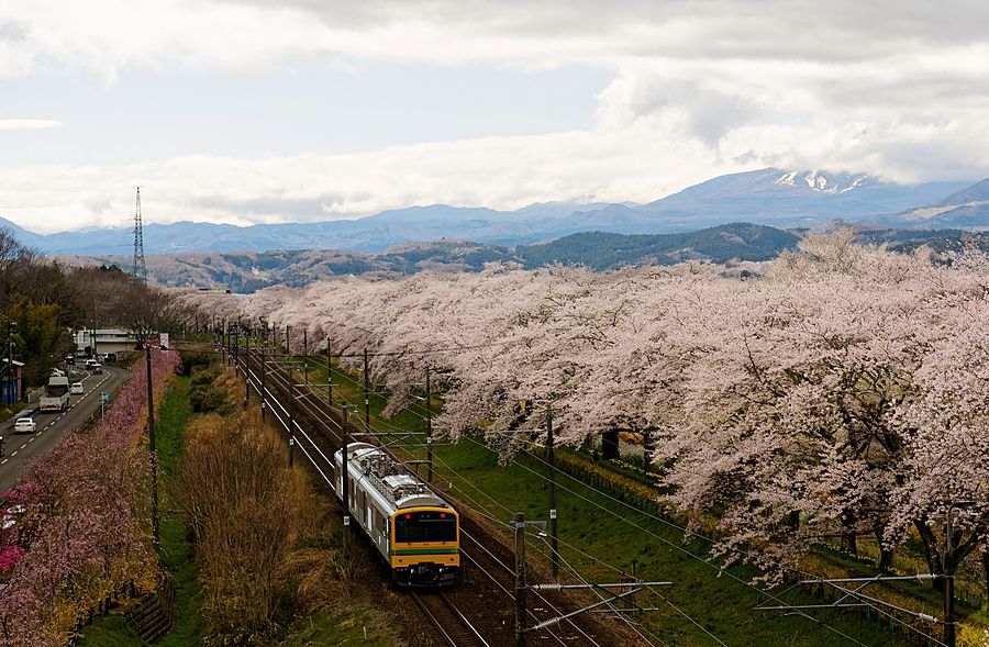 Treno passeggeri che transita accanto a una fila di ciliegi in fiore con montagne innevate sullo sfondo in Giappone.