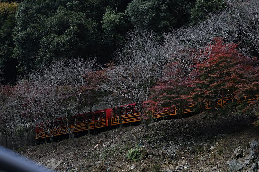 Il treno turistico Sagano viaggia su un pendio boscoso vicino al fiume Hozugawa ad Arashiyama, Kyoto.