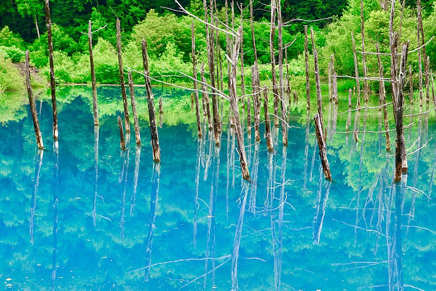 Tronchi secchi verticali in uno stagno dall'acqua color turchese intenso circondato da alberi verdi a Biei.