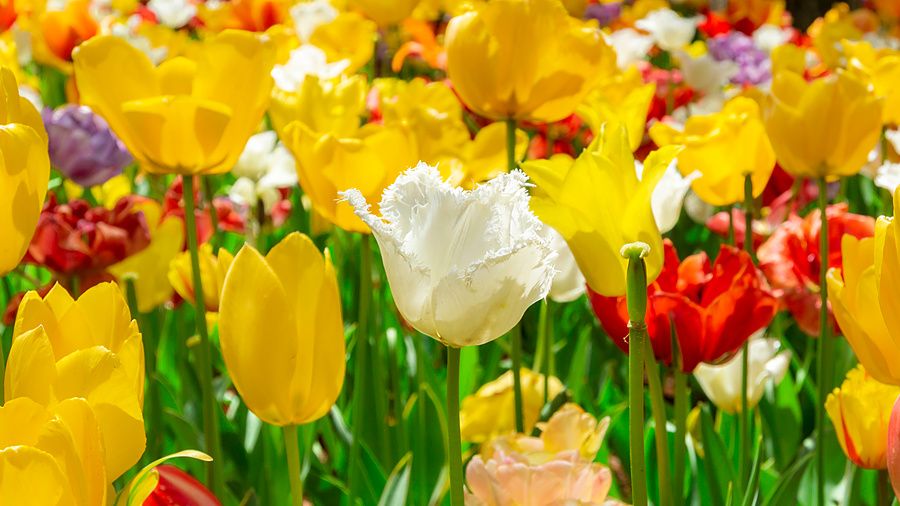 Campo di tulipani gialli, rossi e un tulipano bianco sfrangiato in un giardino in Giappone