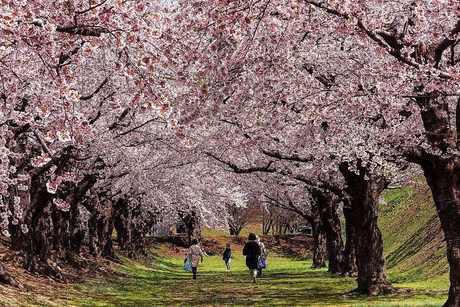 Persone che passeggiano sotto un tunnel di alberi di ciliegio in fiore al Goryokaku Park ad Hakodate.