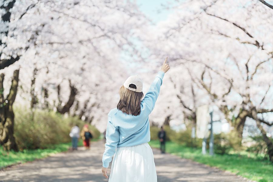 Una donna di spalle indica i rami in fiore di un viale di ciliegi nel Kitakami Tenshochi Park.