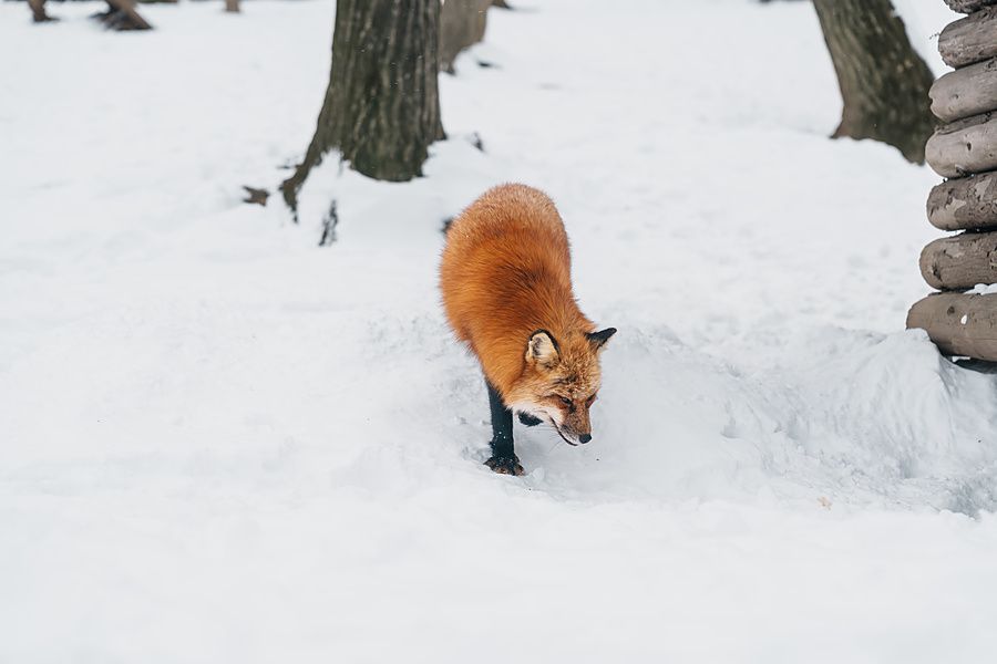 Una volpe rossa cammina sulla neve fresca in un bosco vicino a una struttura di legno, Giappone.