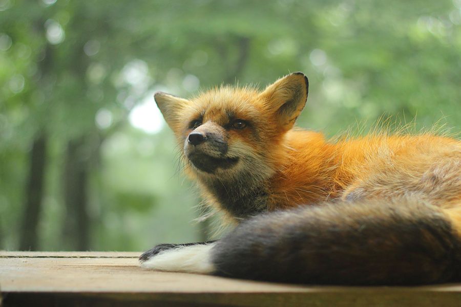 Primo piano di una volpe rossa poggiata su una tavola di legno con foresta sfocata sullo sfondo.