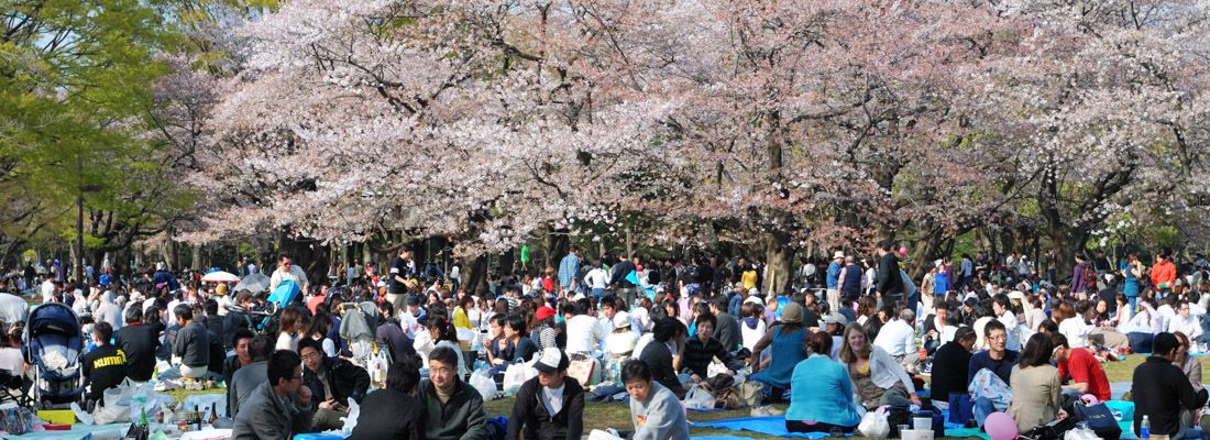 Persone fanno picnic in primavera al parco Yoyogi, sotto i ciliegi in fiore.