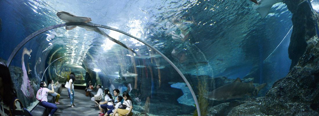 Visitatori attraversano un tunnel da cui ammirare i pesci, all'interno del Siam Ocean World.