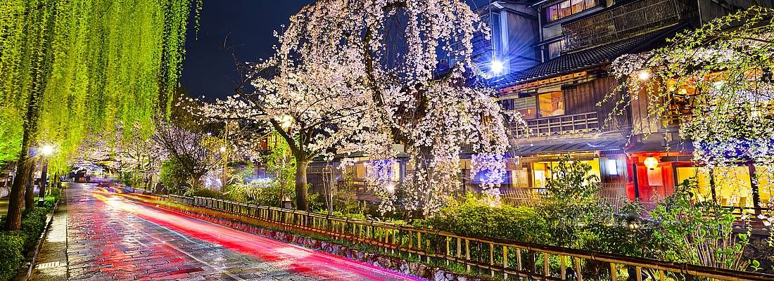 La strada a fianco al canale Shirakawa di Kyoto, nella zona di Gion, in primavera.