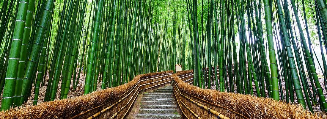 Scale alla foresta di bambù di Arashiyama.