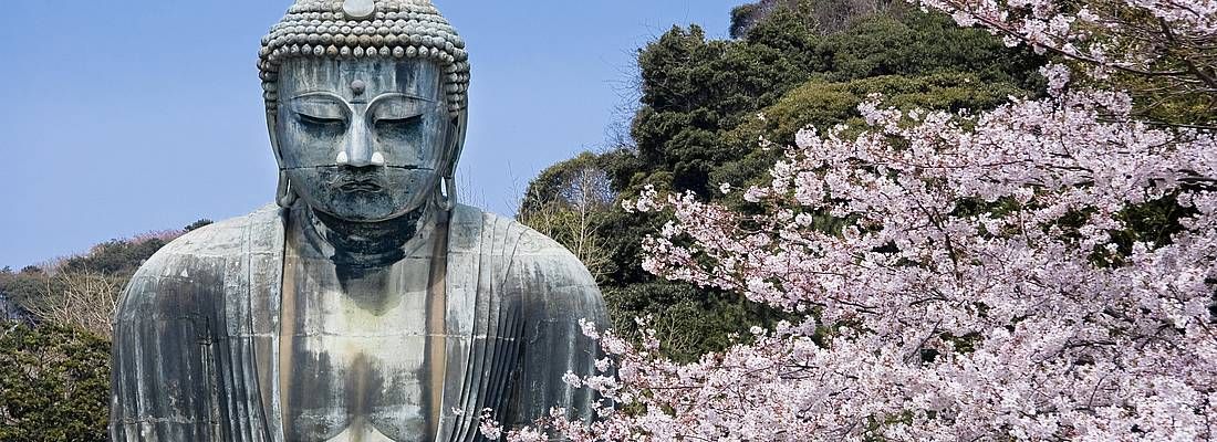 Il grande Buddha di Kamakura in primavera, con un albero di fiori di ciliegio.