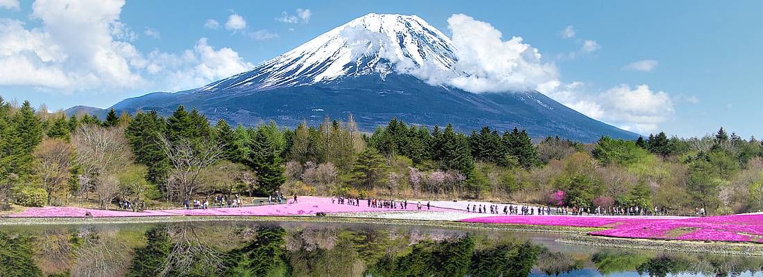 Fiori rosa e il Monte Fuji specchiato nel lago.