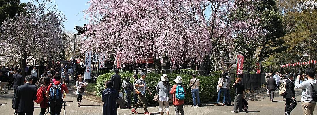 Albero di sakura in fiore al parco di Ueno.