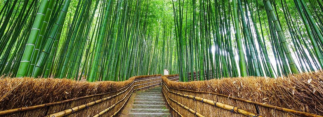 Scale nel mezzo della foresta di bambù di Arashiyama a Kyoto.