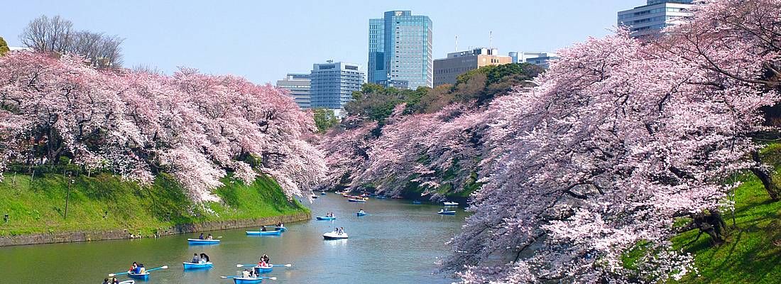 Il fossato di Chidorigafuchi in primavera, con le tradizionali barche a remi e molti fiori di ciliegio.