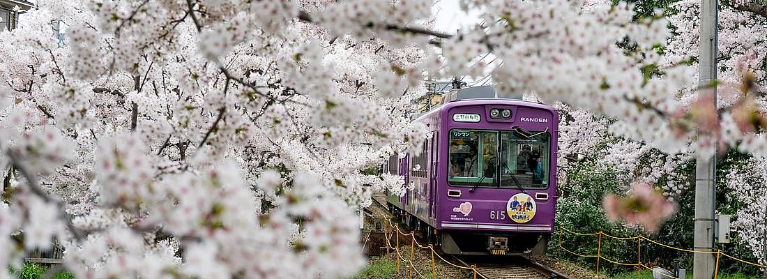 Treno diretto ad Arashihyama, passa a fianco a meravigliosi alberi di sakura in fiore, in primavera.