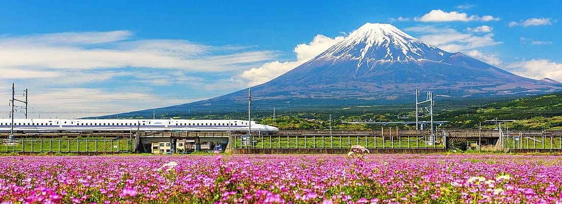 Treno shinkansen sfreccia davanti al Monte Fuji, a fianco a prati con stupendi fiori rosa, in primavera.