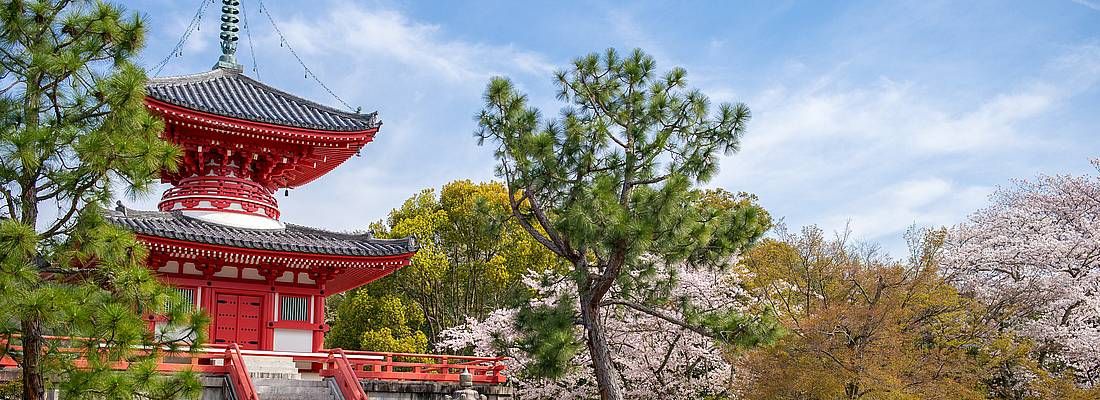 Il tempio Daikaku-ji in primavera, contornato da alberi di sakura in fiore.