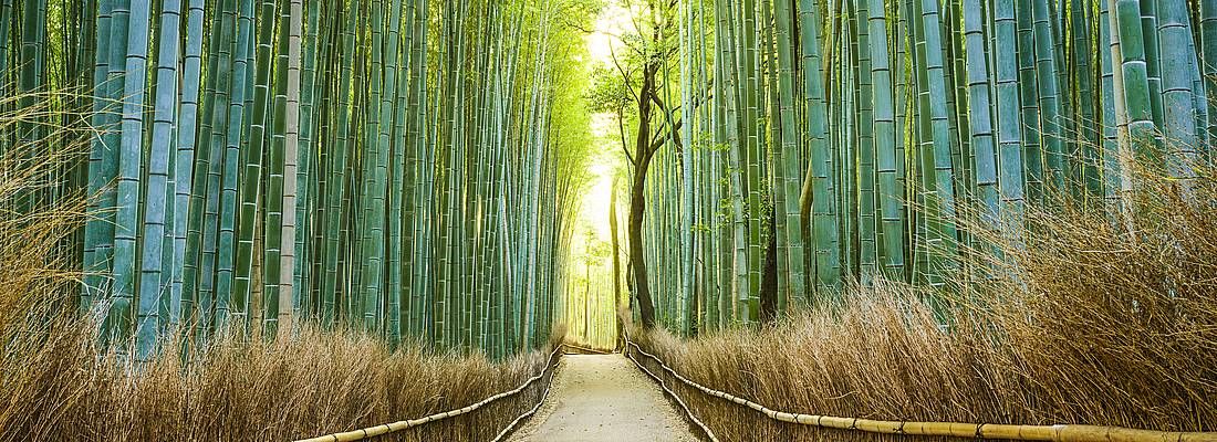 Foresta di bambù di Arashiyama, senza persone.