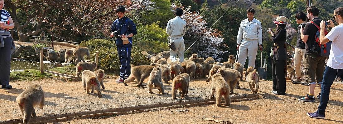 Persone giocano con le scimmie nel parco di Iwatayama.