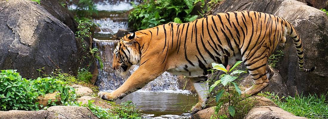 Una tigre attraversa un torrente.