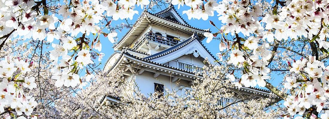 Castello di Nagahama a primavera.