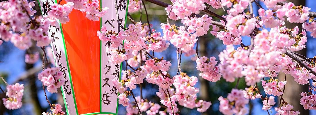 Dettaglio di fiori di ciliegio e una lanterna, presso il parco di Ueno a Tokyo.