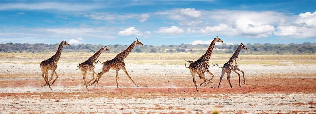 Giraffe corrono nel parco nazionale Etosha.