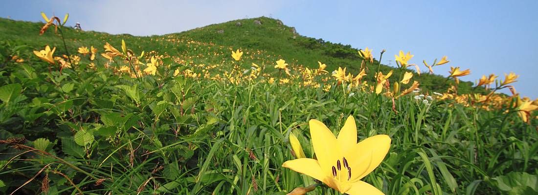 Fiori e prati ad Akita Komagatake.