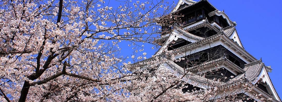 Il castello di Kumamoto contornato da fiori di ciliegio.