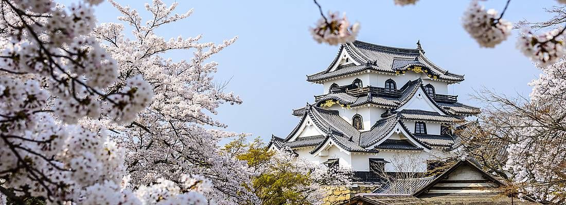 Il castello di Hikone contornato da splendidi fiori di ciliegio in primavera.