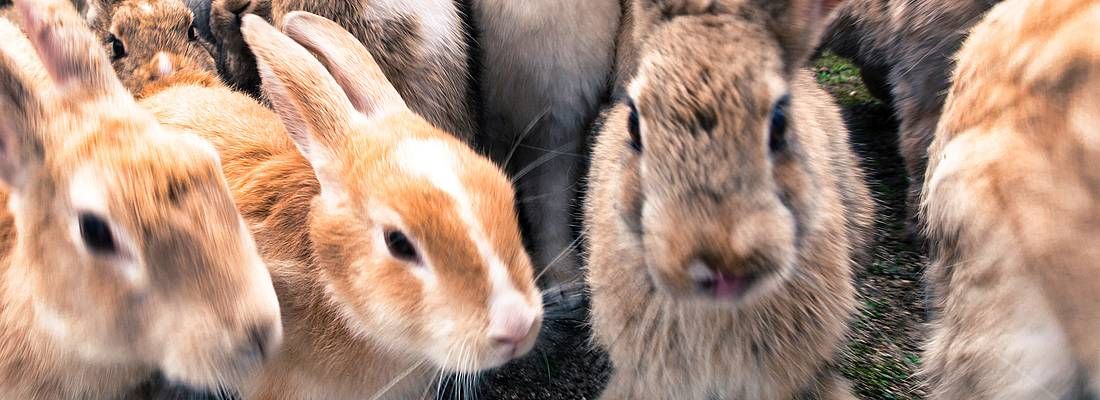 Gruppo di conigli sull'isola di Okunoshima.