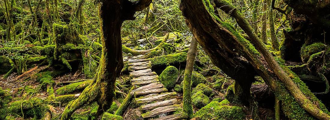 Rudimentali scale passano sotto un pittoresco albero in una foresta a Yakushima.