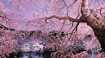 Sakura giapponesi in fiore, in primavera.