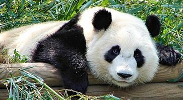 Un panda riposa allo zoo di Ueno.