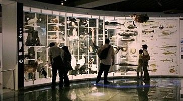 Esibizione al Museo della Scienza e della Natura di Tokyo.