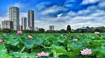 Lo stagno Shinobazu a Ueno, fotografato in agosto, quando sbocciano i fiori di loto.