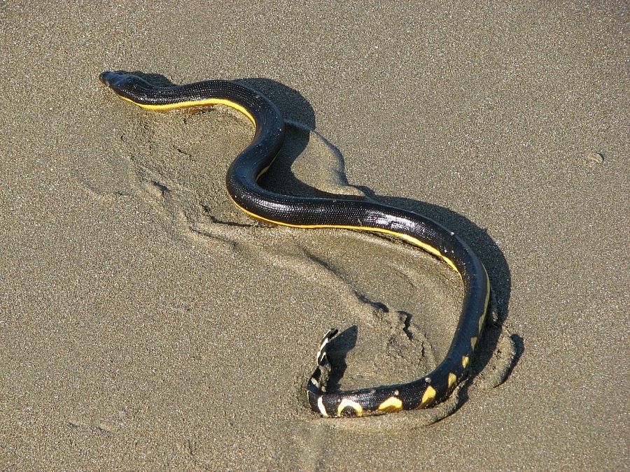 serpente-mare-thai
