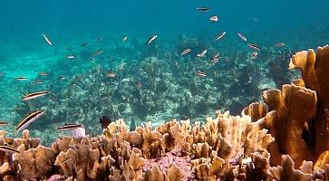 Pesci e bariera corallina al parco marino Roatan.