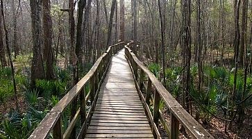 Sentiero nel Congaree National Park.