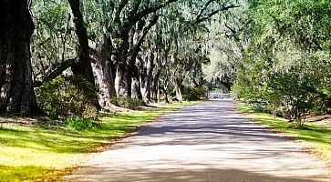 Strada vicino a grandi piante, al Magnolia Plantation di Charleston.
