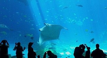 Visitatori fotografano una grande vasca piena di pesci al Georgia Aquarium.