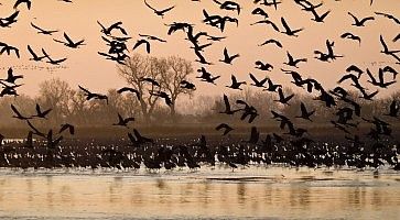 Uccelli in volo all'alba, a Sandhills, in Nebraska.