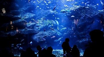 Visitatori ammirano una grande vasca all'acquario Sumida a Tokyo.