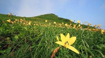 Fiori e prati ad Akita Komagatake.