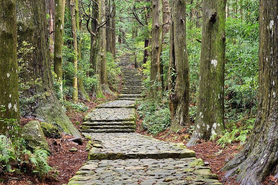 Sentiero del Kumano Kodo immerso nella foresta verde.