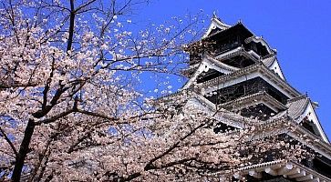 Il castello di Kumamoto contornato da fiori di ciliegio.