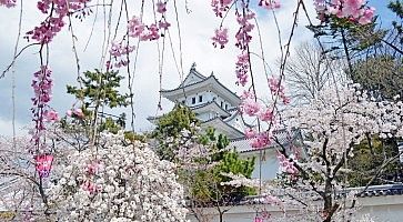 Il castello Ogaki in primavera.