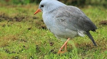 kagu