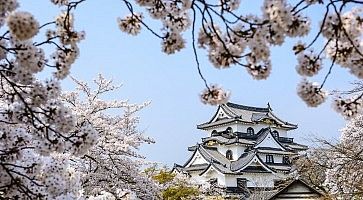 Il castello di Hikone contornato da splendidi fiori di ciliegio in primavera.