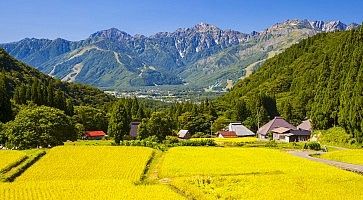 Campi gialli a Nagano, e le Alpi Giapponesi sullo sfondo.