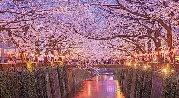 Tokyo sakura cherry blossom with light up at Nakameguro , Tokyo